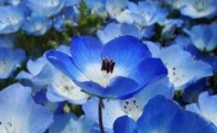 NHẬT BẢN THÁNG 5 - MÙA HOA NEMOPHILA XANH BIẾC